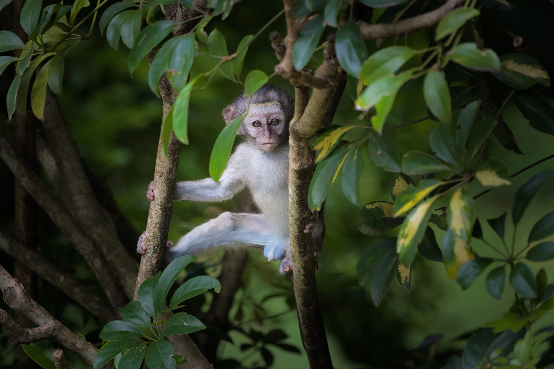 Curious Monkey - Baby vervet monkey sitting in milkwood tree in Africa, waiting for someone to Contact Rudi van den Heever