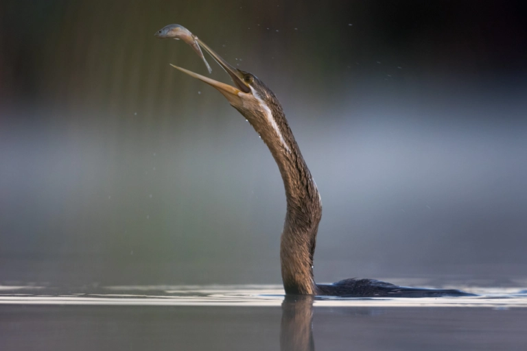 Fishing Darter - Fine Art Bird Photograph of fishing darter with a fish in his mouth in South Africa
