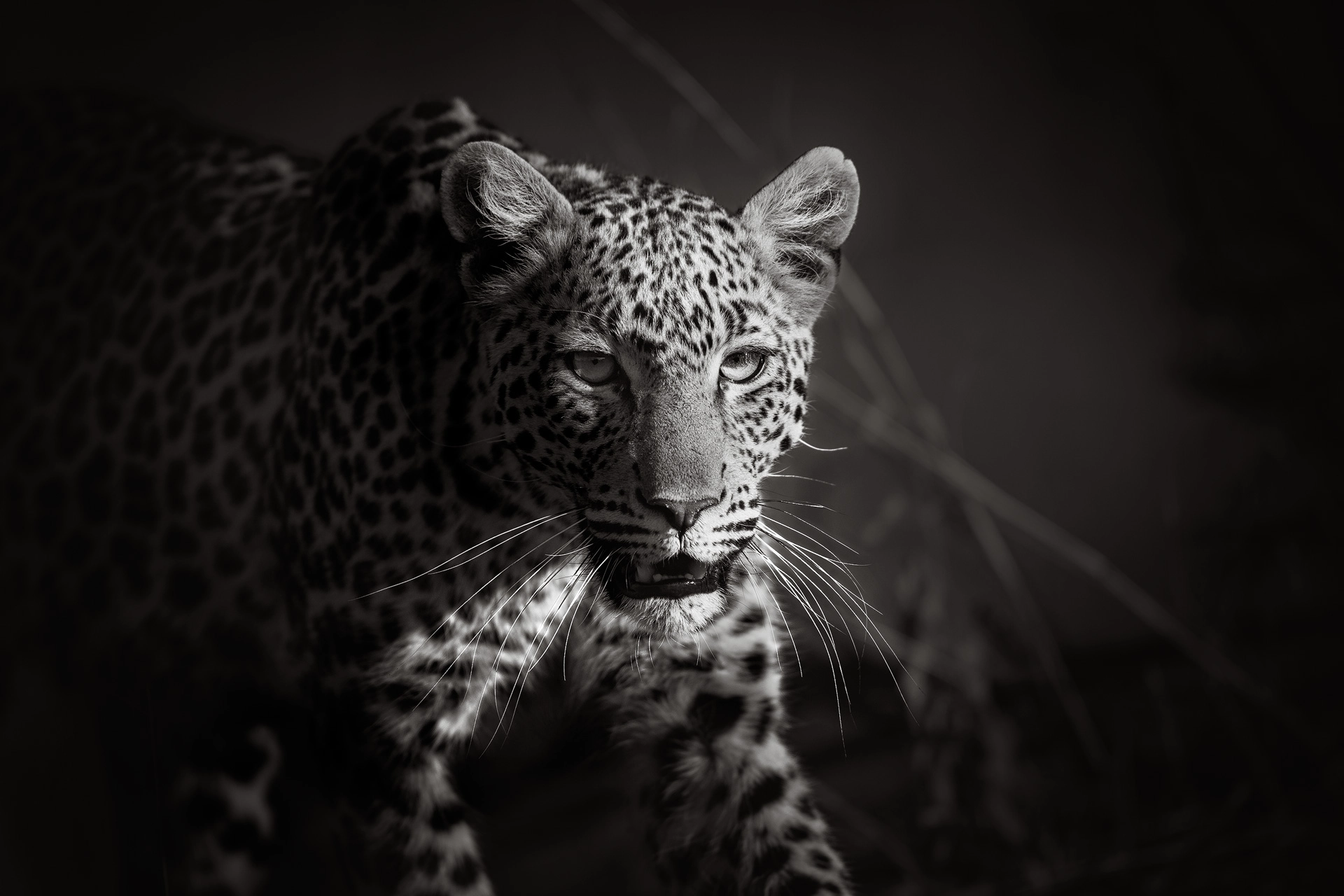 Fine Art Black-and-White African Wildlife Photo of a leopard in Pilanesberg National Park, South Africa