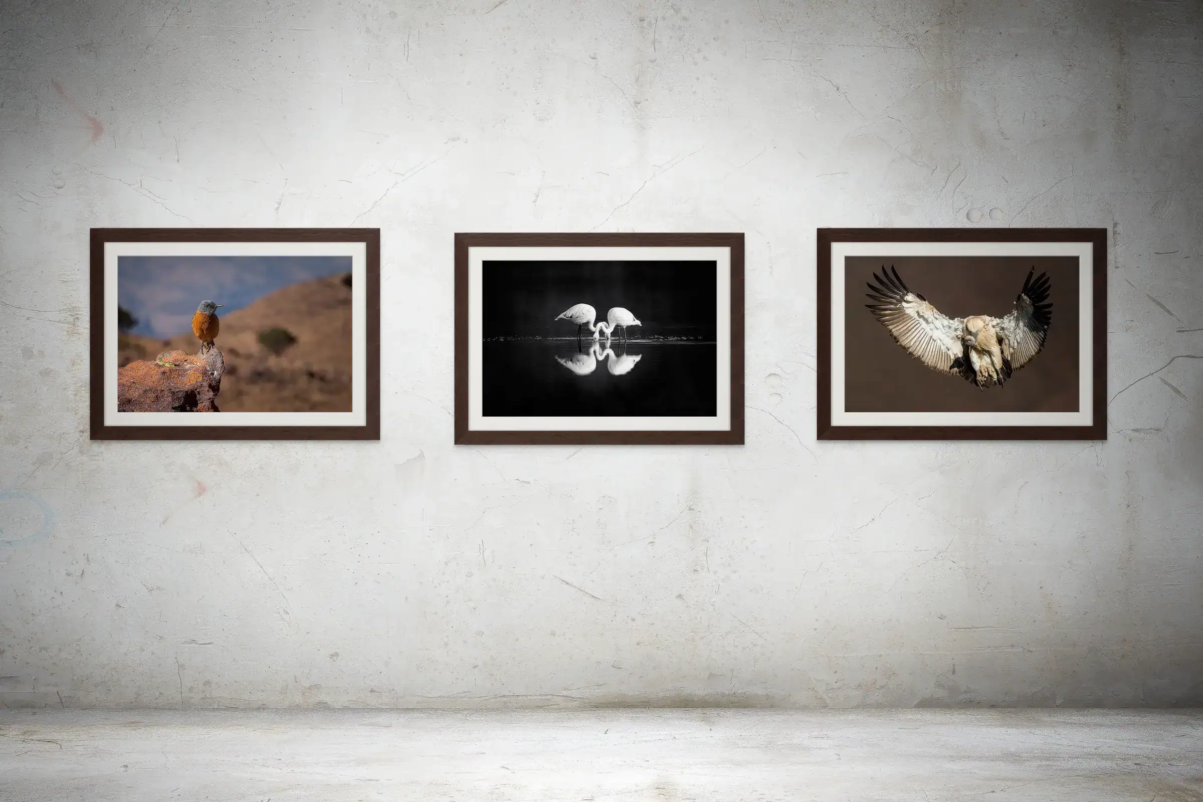 Fine Art African Bird Photography Galleries by Rudi van den Heever