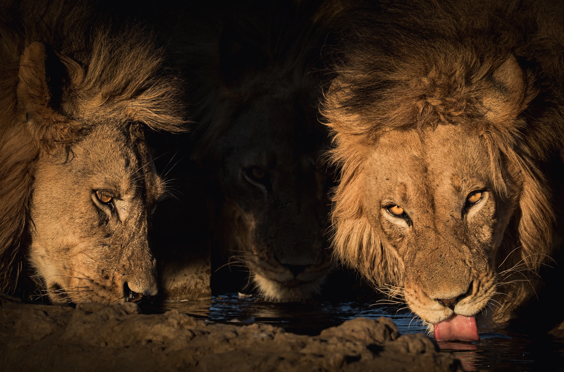 Coalition - Three Black-maned Kalahari Lions drinking water, in Fine Art African Wildlife Photography