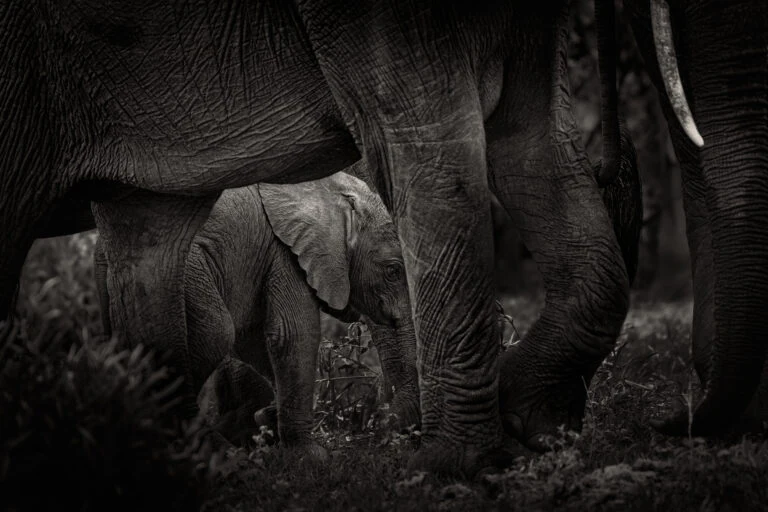 Save in the Herd - Newly born African Elephant Calf between the legs of Elephant Herd in the Kruger National Park, in Fine Art Black-and-White Landscape Photography.
