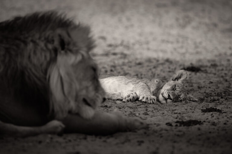 Save with Dad - Lion cub sleeping next to Black-Maned Kalahari Lion in Kgalagadi, in fine art black-and-white African Wildlife Photography