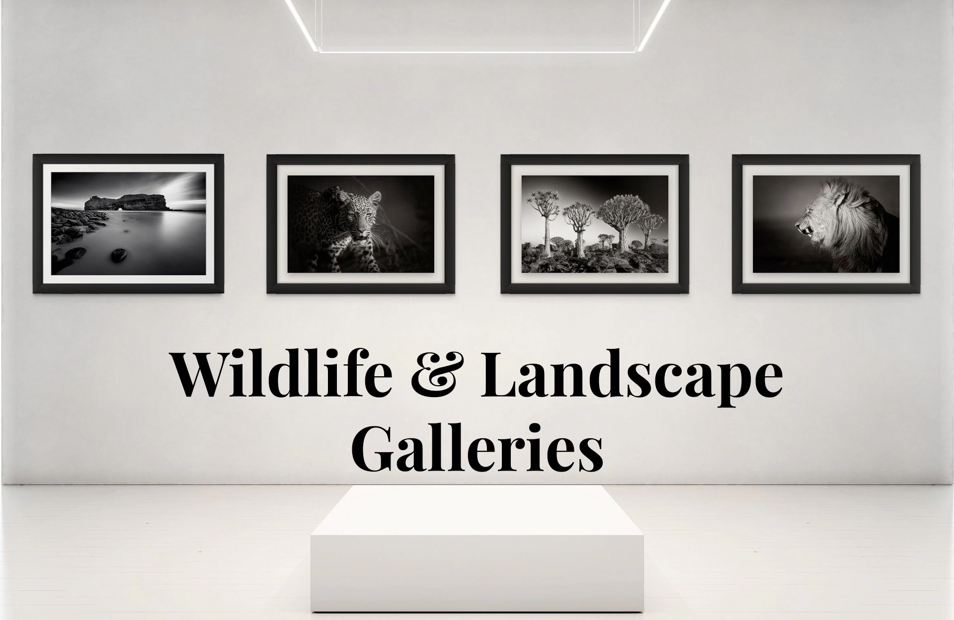 Fine Art African Wildlife and Landscape Photography Galleries by Rudi van den Heever