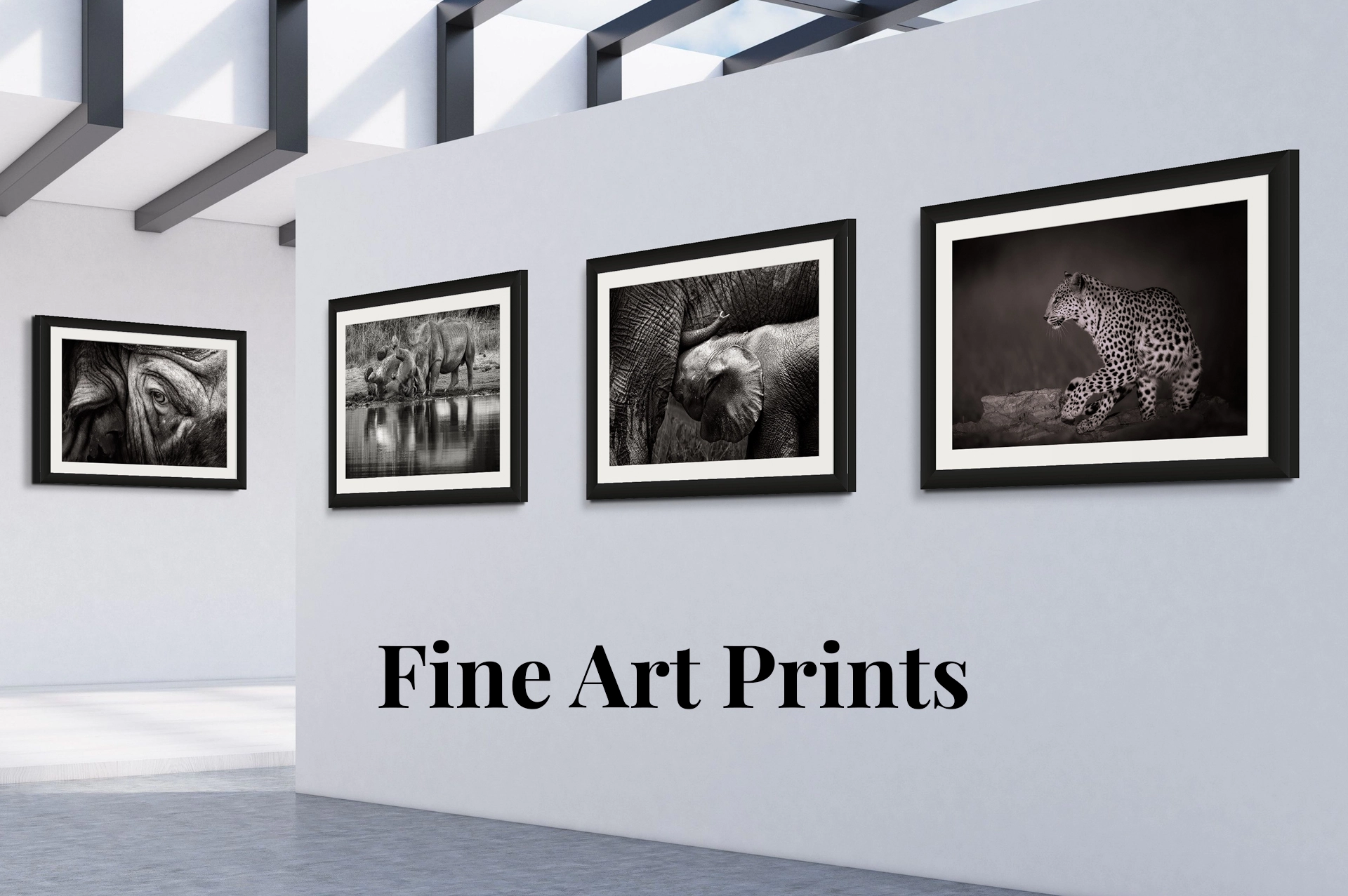 Fine Art African Wildlife and Landscape Photography Prints by Rudi van den Heever