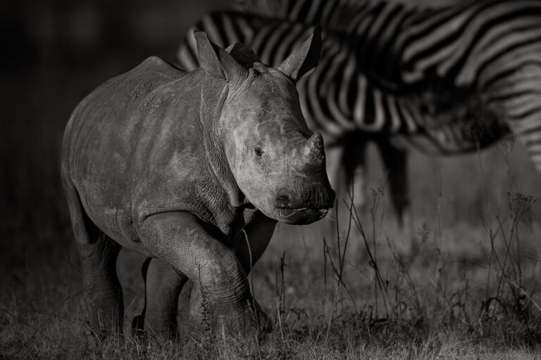 Surviving Africa - Rhino Calf walking in Pilanesberg National Park in Fine Art Black-and-White African Wildlife Photography