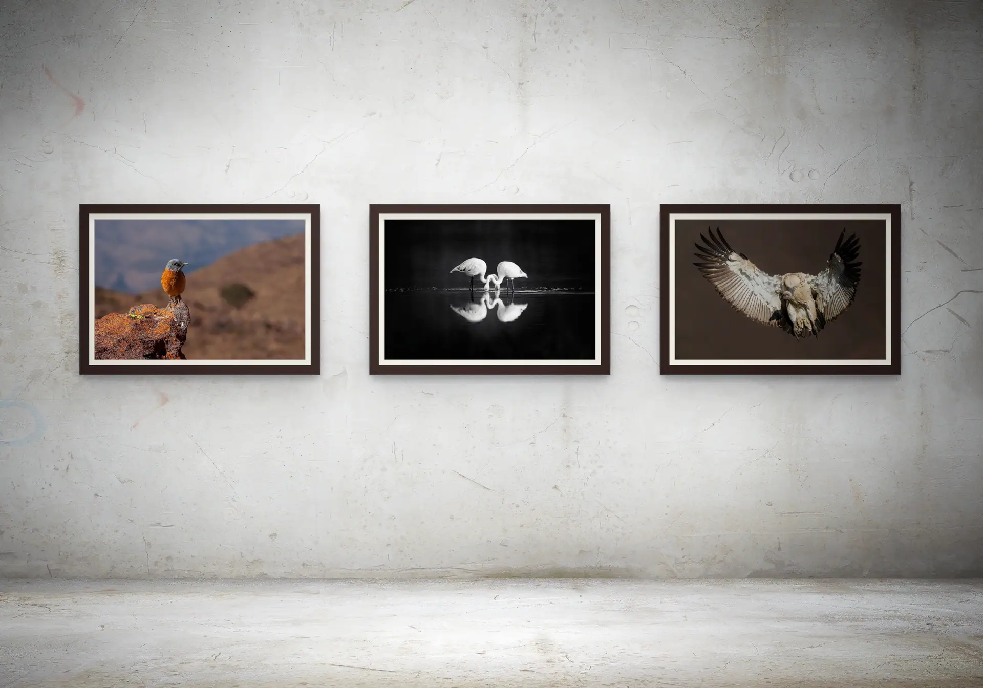 African bird photography by Rudi van den Heever framed as fine art prints and displayed in an art gallery