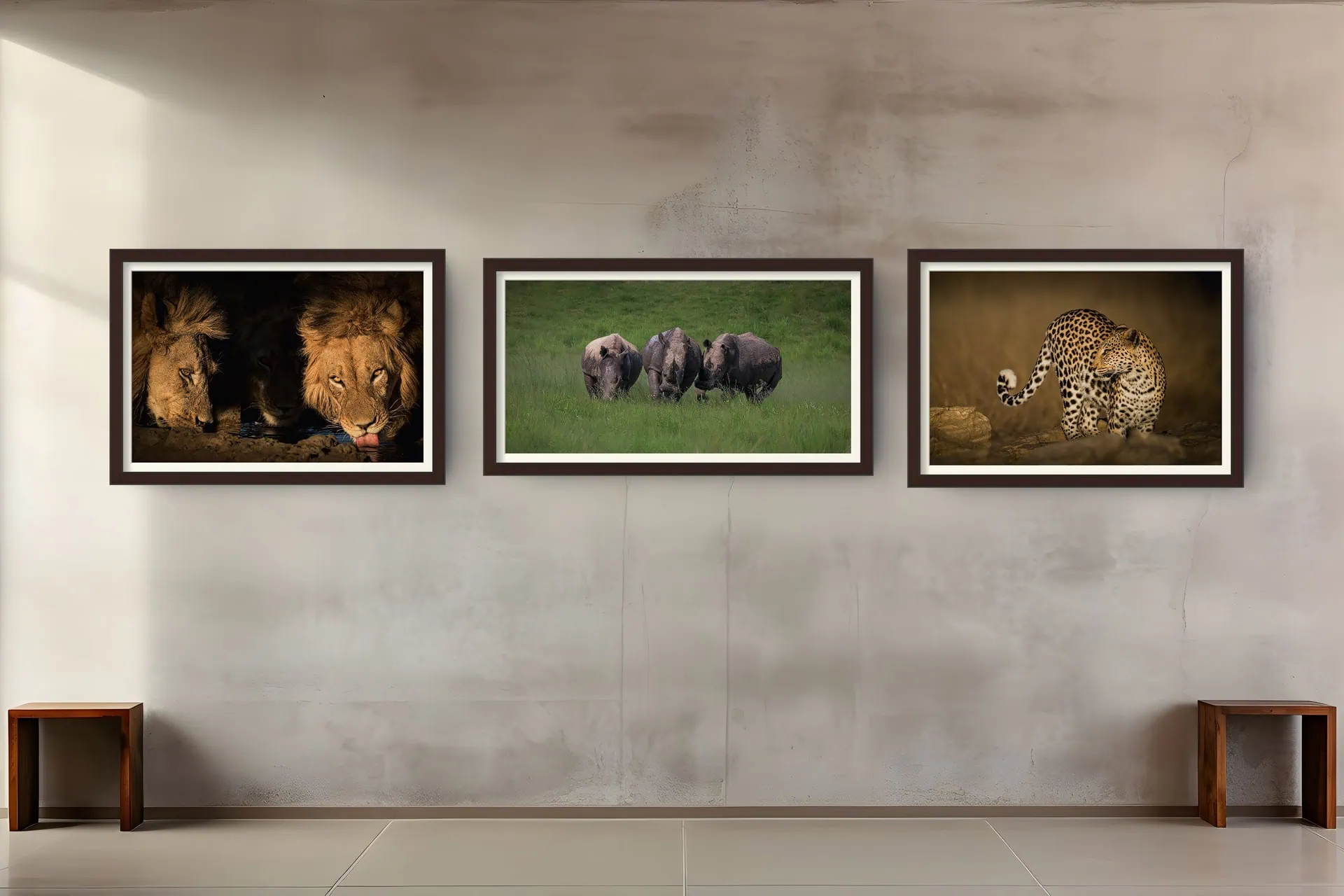 African wildlife photography by Rudi van den Heever framed as fine art prints and displayed in an art gallery