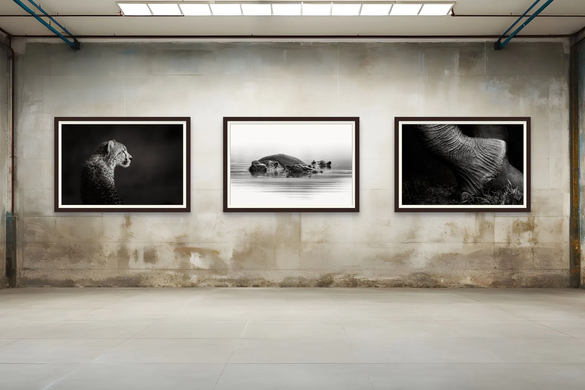 Black-and-White African wildlife photography by Rudi van den Heever framed as fine art prints and displayed in an art gallery