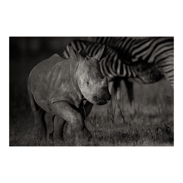 Surviving Africa - Rhino Calf walking in Pilanesberg National Park in Fine Art Black-and-White African Wildlife Photography