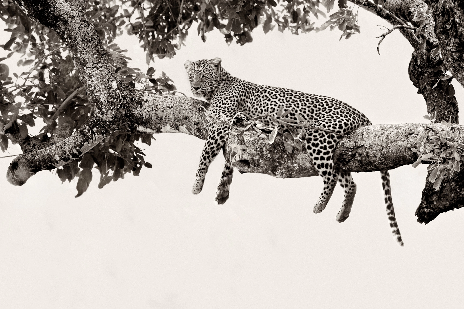 Balule Leopard, leopard sitting in tree in Kruger National Park - fine art black-and-white authentic African wildlife photography