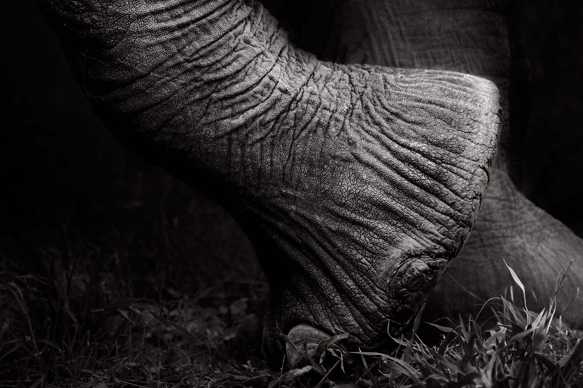 Resting, close-up elephant foot in Kruger National Park - Fine art black-and-white African wildlife photography