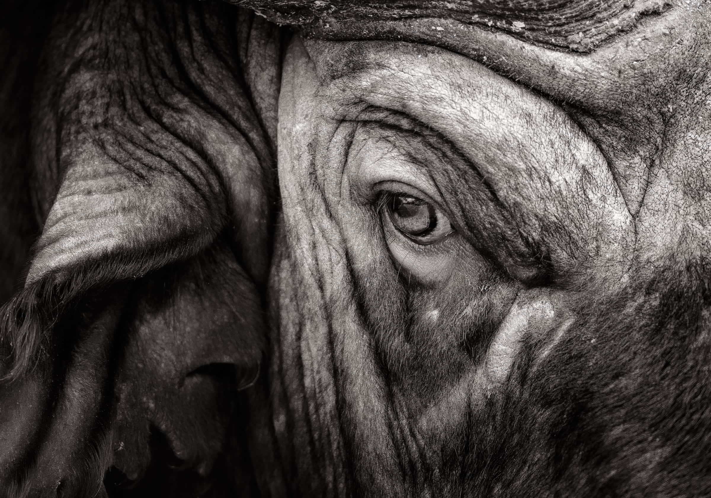 Close Quarters - Old African Buffalo in Kruger National Park close-up portrait, with focus on his eye and wrinkles on his face, in fine art black-and-white African wildlife photography by Rudi van den Heever