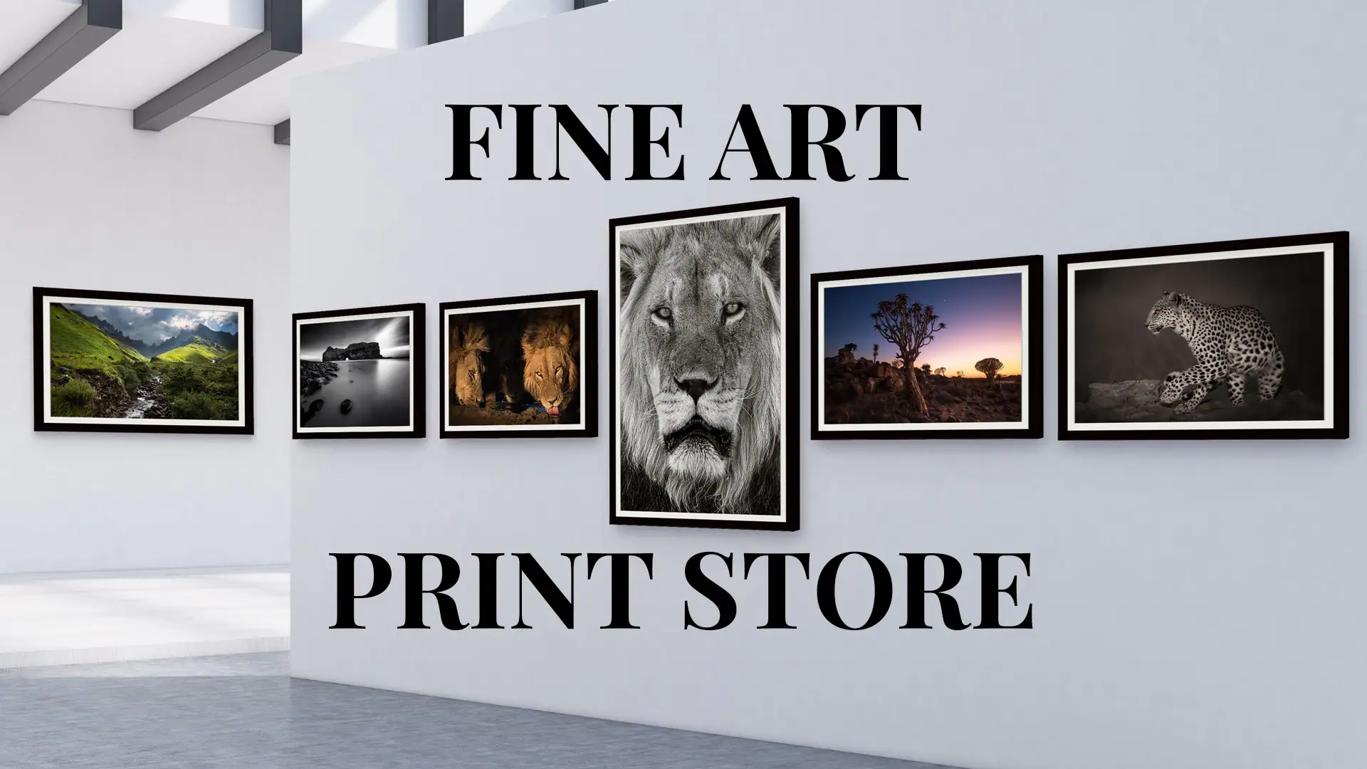 Framed Fine Art African Wildlife and Landscape Photography Prints displayed in a modern art gallery