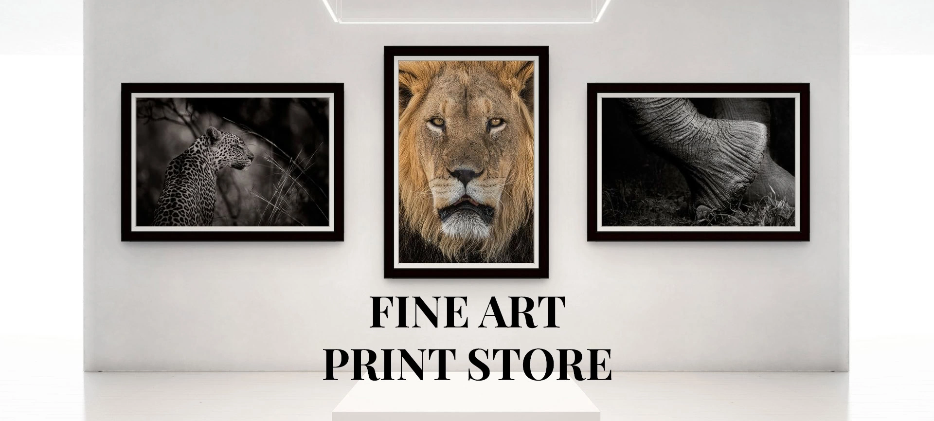 Framed fine art African wildlife photography gicleé prints displayed in an exclusive print store
