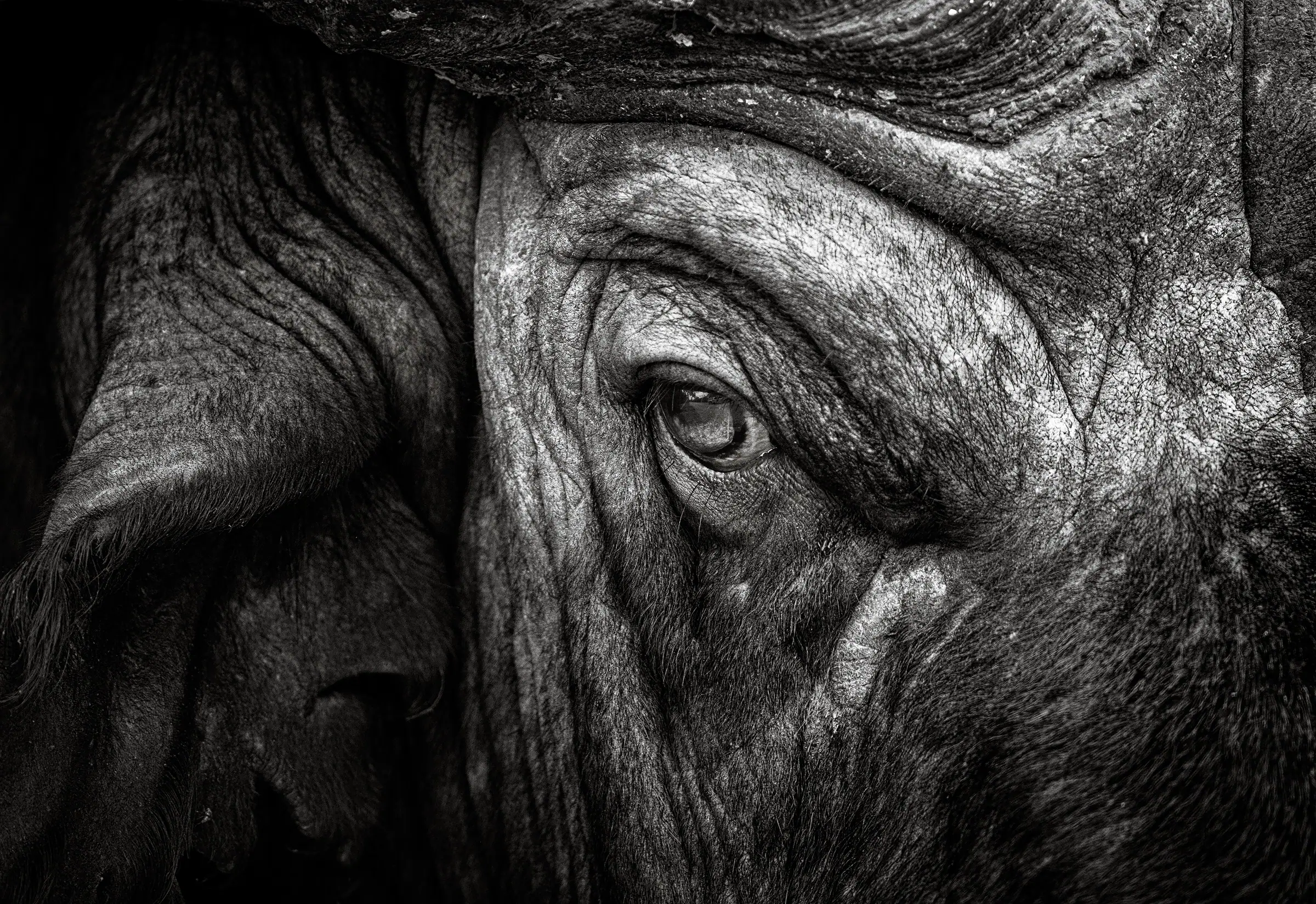 Close Quarters - Close-up portrait of an old African Bullfalo bull dagga boy in Kruger Park, in fine art black-and-white-African wildlife photography by South African wildlife photographer Rudi van den Heever