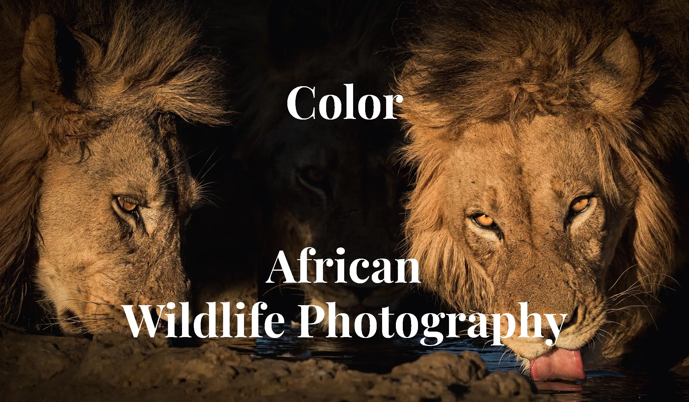 Coalition - Close-up portrait of three Kalahari black-maned lions drinking water at a local waterhole in Kgalagadi Transfrontier Park, in fine art African wildlife photography by Rudi van den Heever