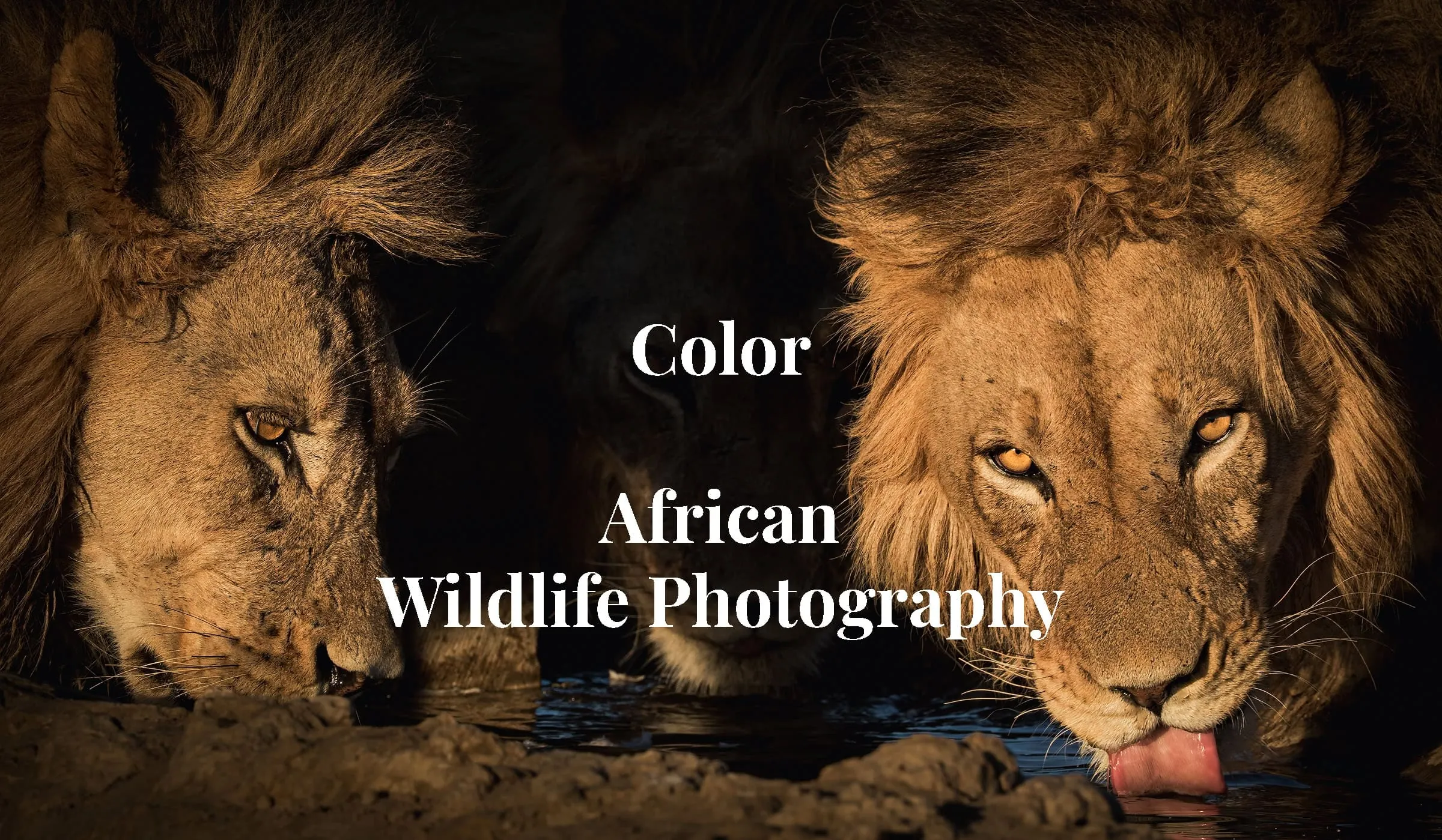 Coalition - Close-up portrait of three Kalahari black-maned lions drinking water at a local waterhole in Kgalagadi Transfrontier Park, in fine art African wildlife photography by Rudi van den Heever