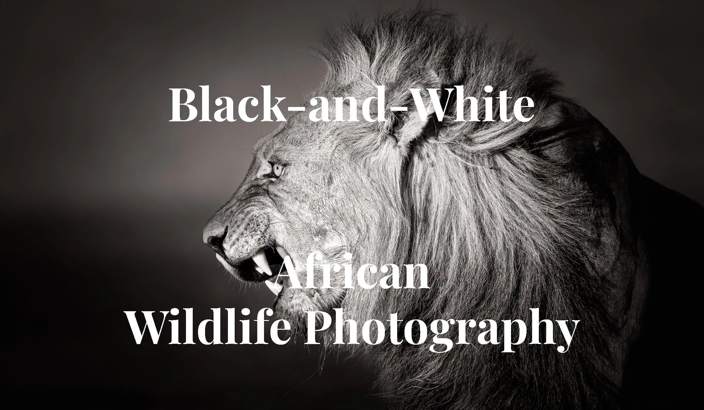 Fearless - Black-maned Kalahari Lion snarling with open mouth and long white canines, in Kgalagadi Tranfrontier, in fine art black-and-white African wildlife photography by Rudi van den Heever