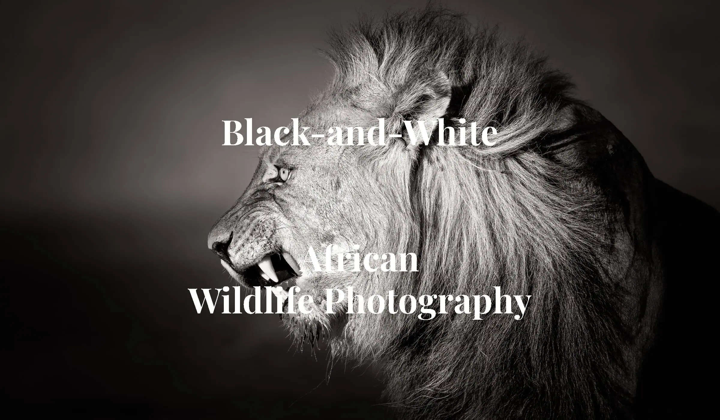 Fearless - Black-maned Kalahari Lion snarling with open mouth and long white canines, in Kgalagadi Tranfrontier, in fine art black-and-white African wildlife photography by Rudi van den Heever