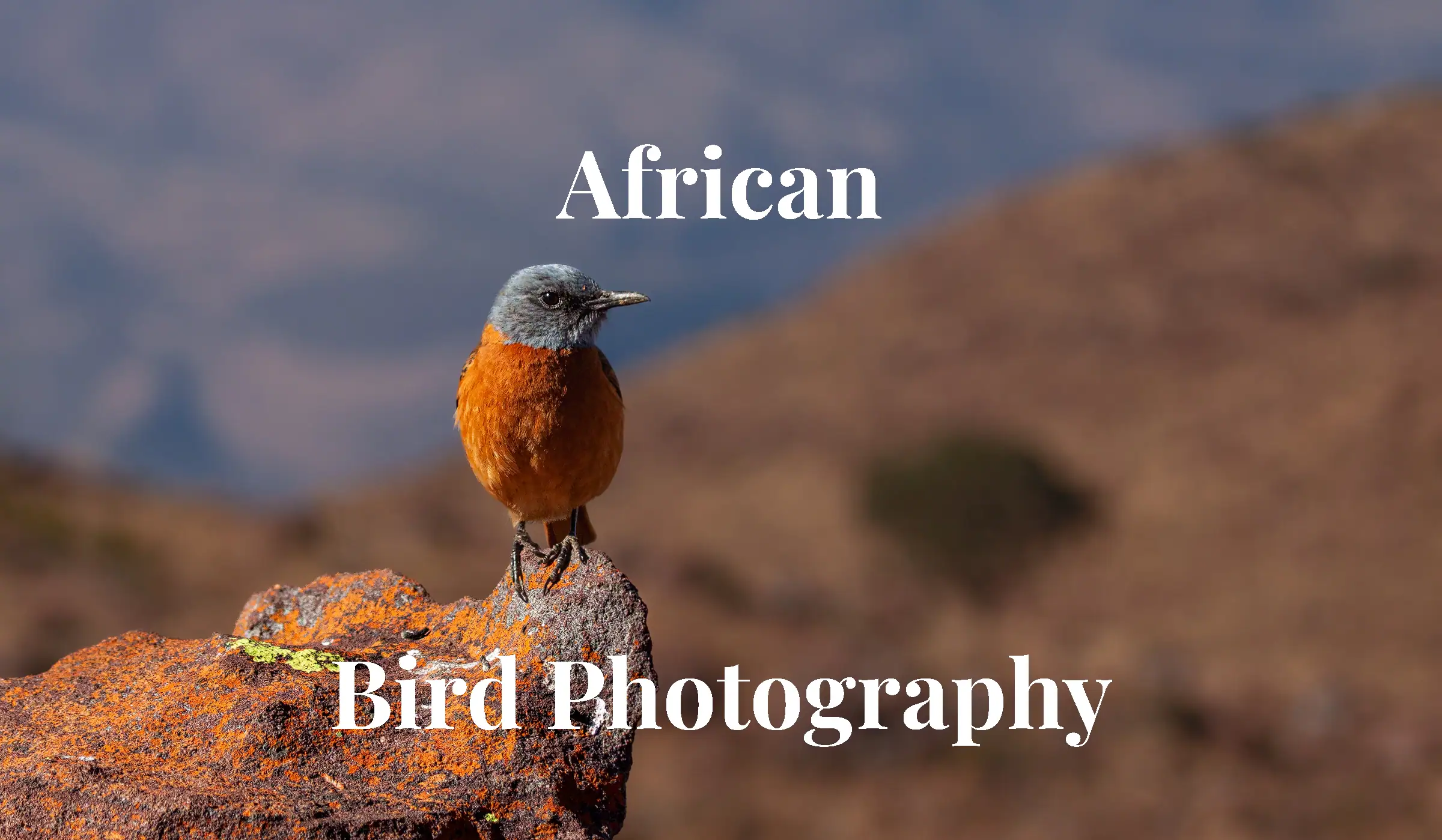 Marakele Rock Trush - Rock Thrush resting on a rock with the Waterberg Mountains as background in Marakele National Park, in fine art African Bird Photography by Rudi van den Heever