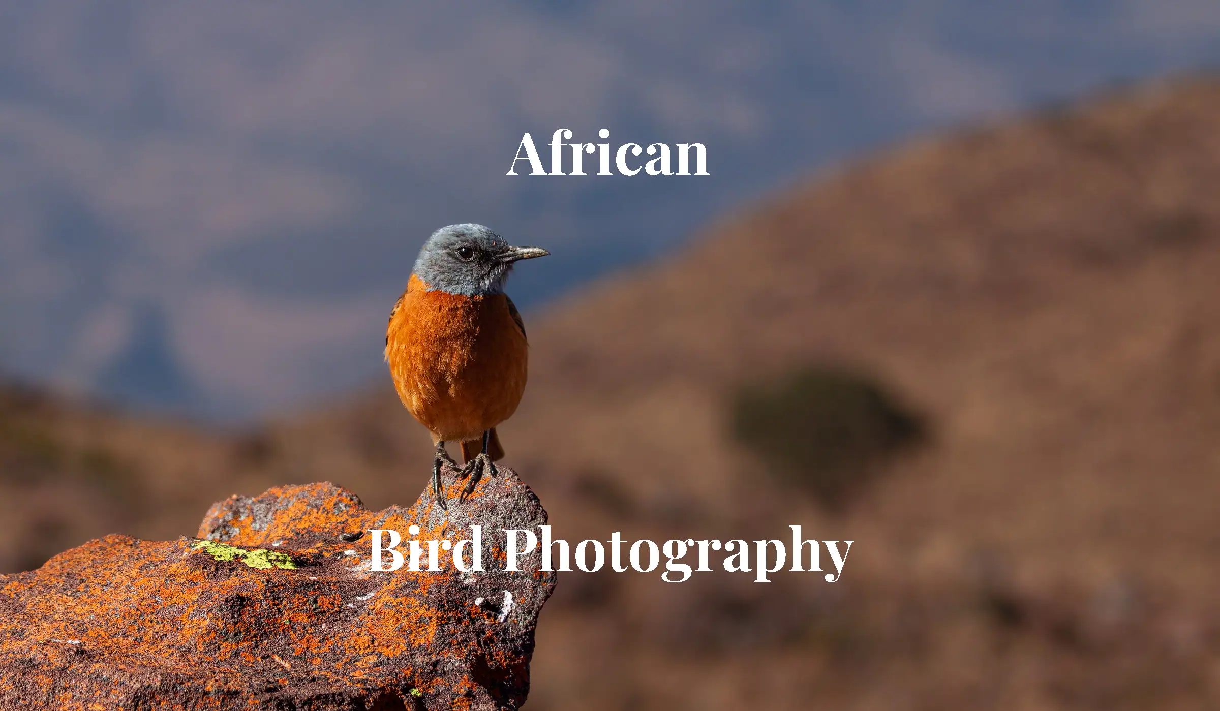 Marakele Rock Trush - Rock Thrush resting on a rock with the Waterberg Mountains as background in Marakele National Park, in fine art African Bird Photography by Rudi van den Heever