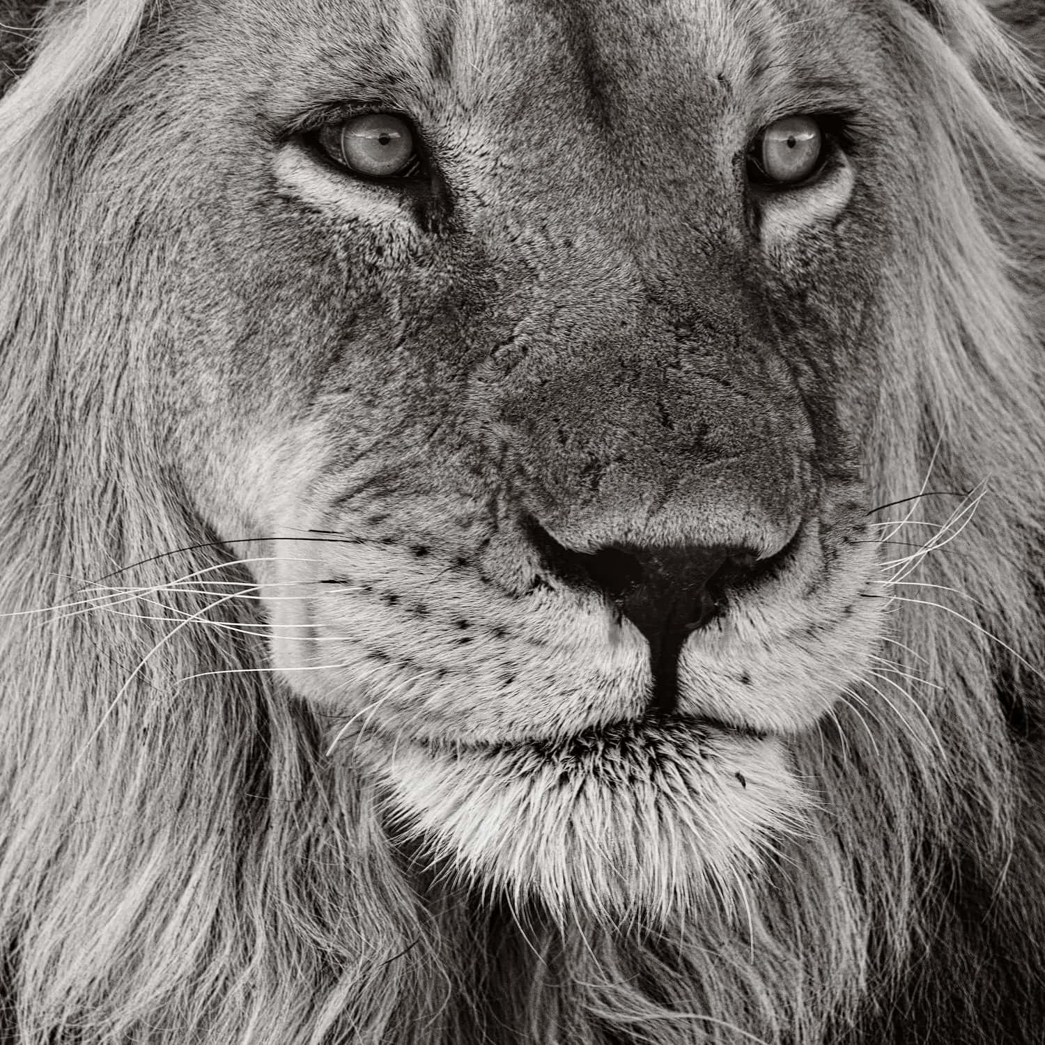 Sovereign