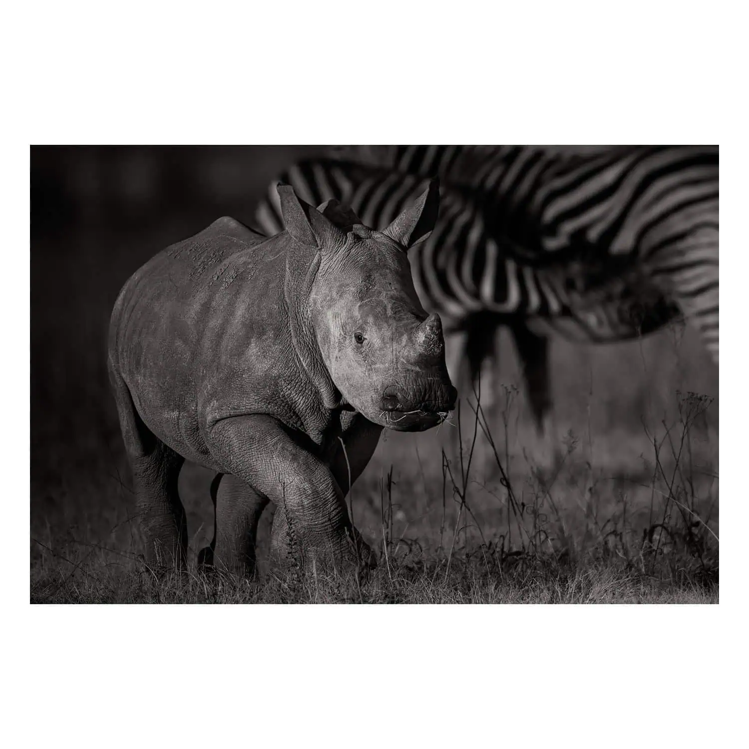 White rhino calf walking in Kruger National Park with suckling zebra foal in background, in fine art black-and-white African wildlife photography