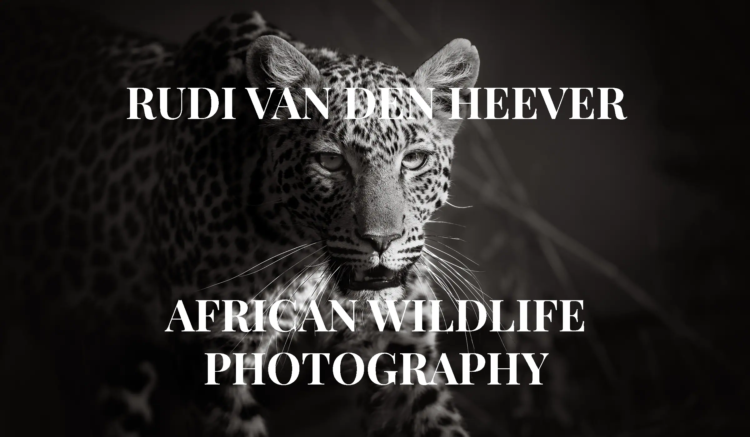 African Leopard with long whiskers photographed in Pilanesberg National Park by Rudi van den Heever, in fine art black-and-white African wildlife photography