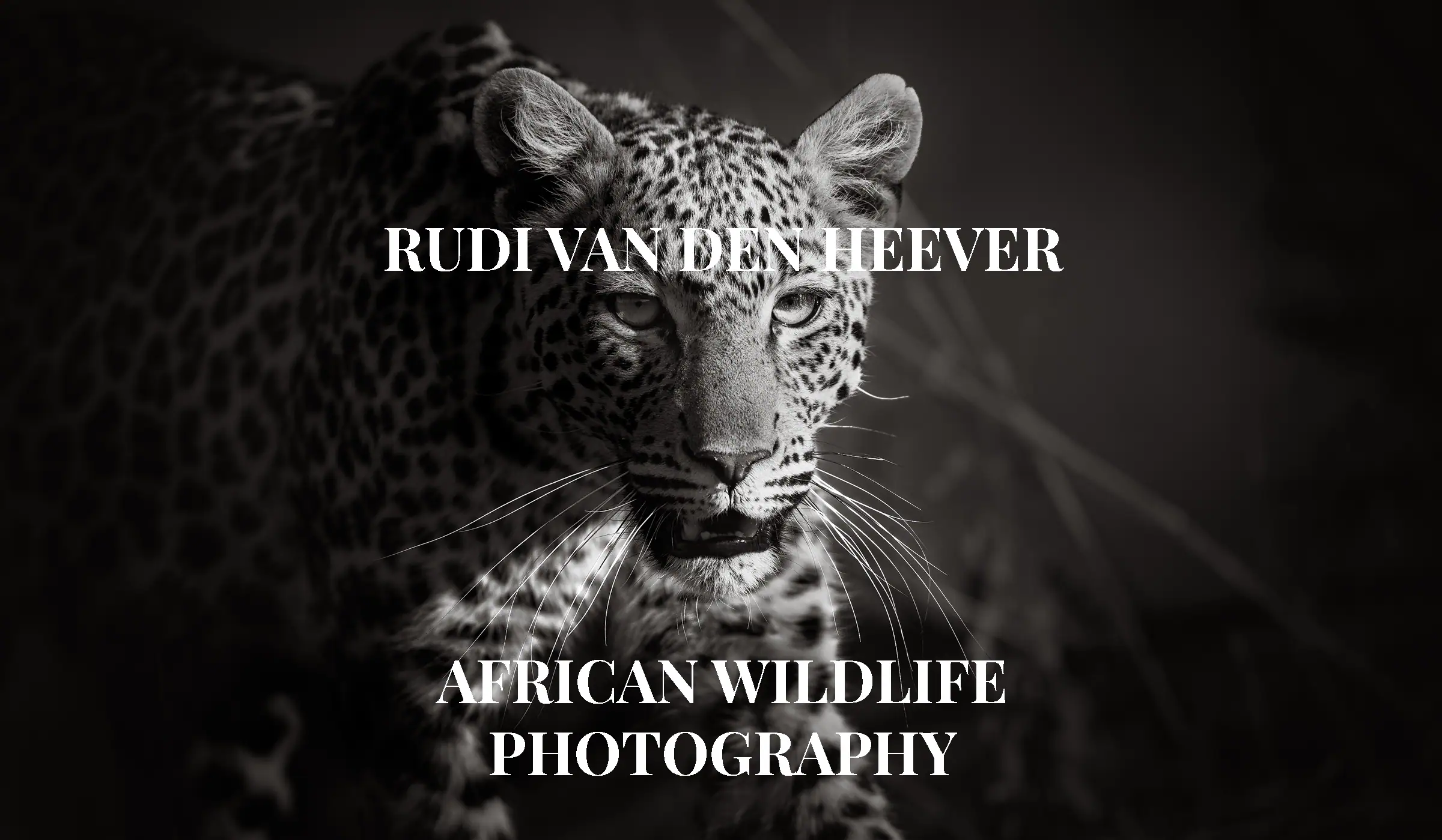 African Leopard with long whiskers photographed in Pilanesberg National Park by Rudi van den Heever, in fine art black-and-white African wildlife photography