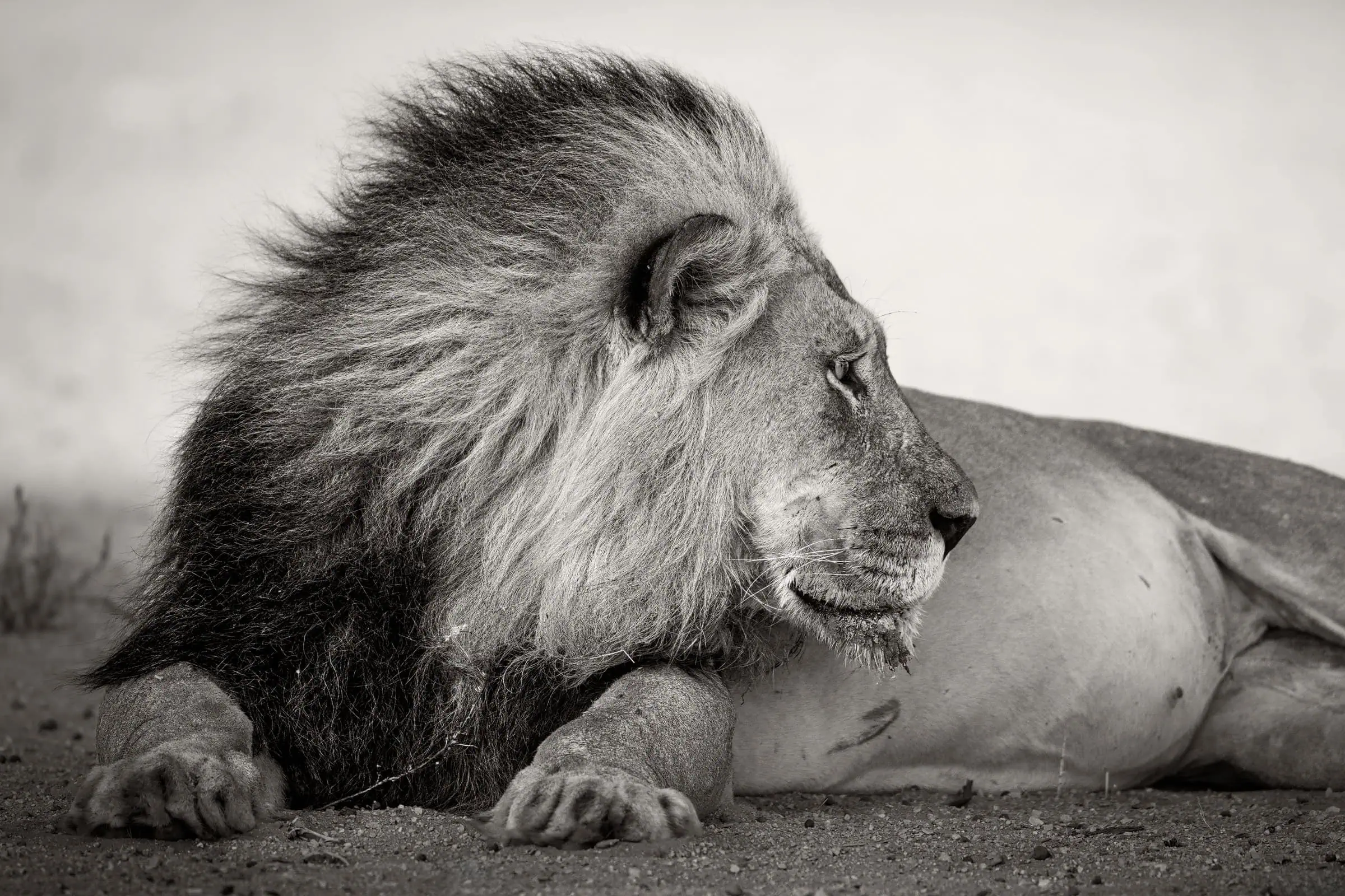 Black and white African wildlife photograph of a Kalahari lion looking over his shoulder, with a breeze blowing through his black mane.