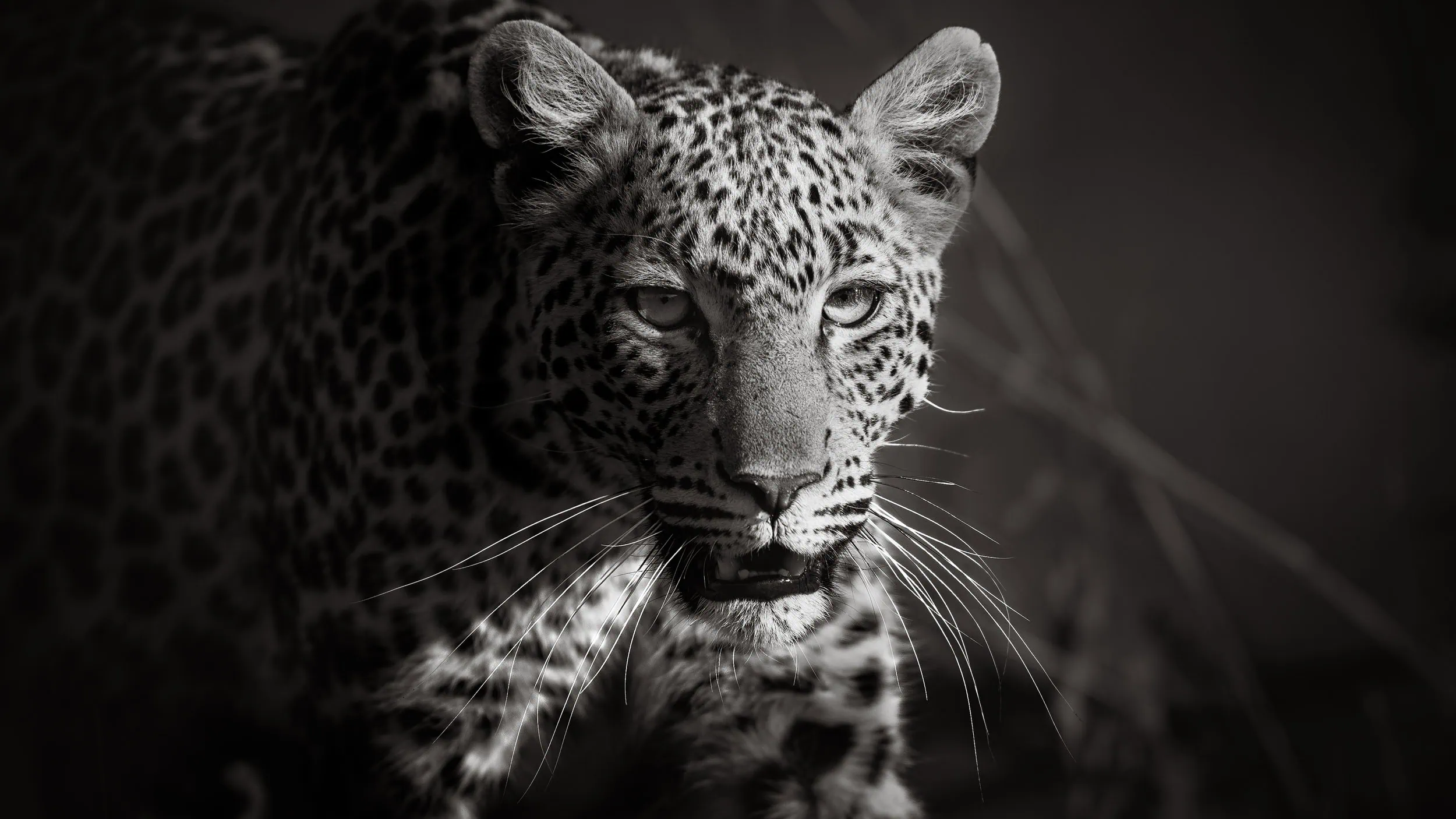 Close-up portrait of a leopard with long whiskers and her beautiful eyes fixed directly on camera, in fine art black and white African wildlife photography